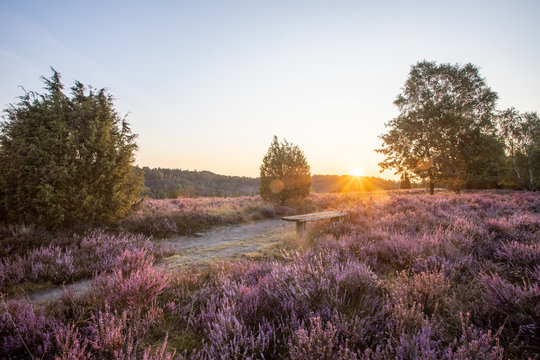 L&uuml;neburger Heide, Heidebl&uuml;hte 
