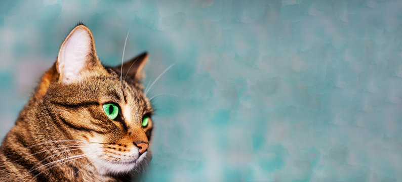 Banner. Feline face with green eyes, close-up. European Shorthair cat looks away. Background with a cat and free space for an inscription, copy space, advertising, pets. animal feed, cat food