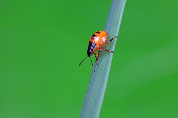 Stink bug on green leaves, North China