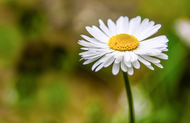 Daisy in the grass