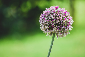 Garlic flower