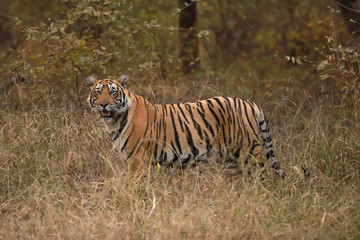 Fototapeta na wymiar Male tiger, Panthera tigris, India