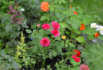 Pink ranunculus flower and orange rose growing in flowerbed in the garden.