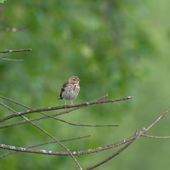  The tree pipit (Anthus trivialis) is a small passerine bird of the Motacillidae family.