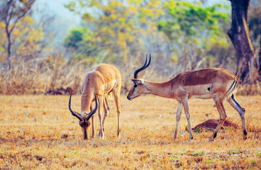 Impalas in Africa