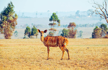 Female nyala in Africa