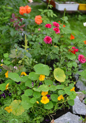 Naklejka premium Flowerbed with blooming nasturtium, ranunculus and orange rose flowers.