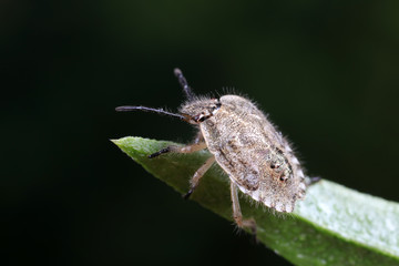 Stink bug on green leaves, North China