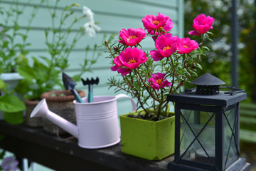 Pink purslane flower in bloom with lantern, watering can and tools in the garden.