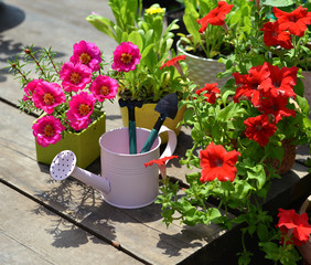 Cute watering can with tools and blooming flowers of purslane and petunia on wooden patio.