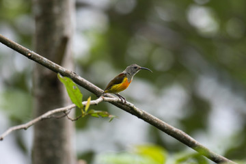 Fire-tailed sunbird, Aethopyga ignicauda, Neora, West Bengal, India