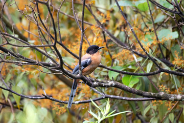 Rufous sibia, Heterophasia capistrata, Lava, West Bengal, India