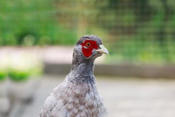 Pheasant walks in the yard