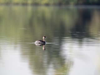 Black-necked grebe or eared grebe (Podiceps nigricollis)