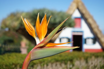 Madeira Santana © Mario