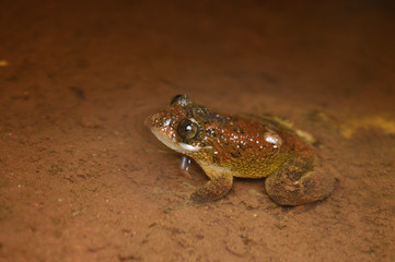 Frog - Nyctibatrachus sp , Satara District , Maharashtra , India