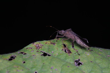 Stink bug on green leaves, North China