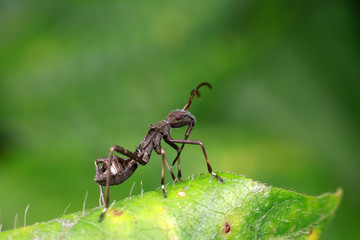 Stink bug on green leaves, North China