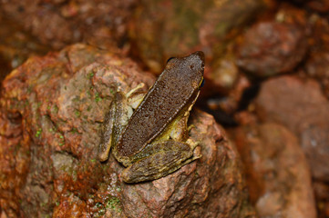 Obraz premium Maharashtra Golden Backed Frog - Indosylvirana caesari , Satara District, Maharashtra , India . Genus of ranid frogs endemic to South and Southeast Asia
