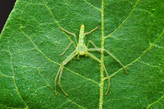 Green crab spider - Oxytate sp  , Satara district , Maharashtra , India