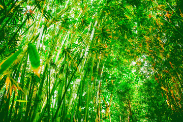 Green beautiful wild landscape of bamboo forest in the sun light