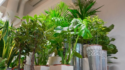 Beautiful green house plants in flower shop.