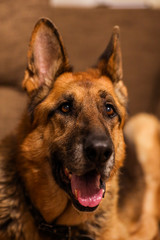Beautiful German Shepherd dog sitting on an grey sofa.