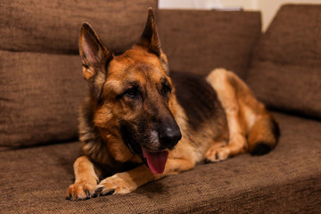 Beautiful German Shepherd dog sitting on an grey sofa.