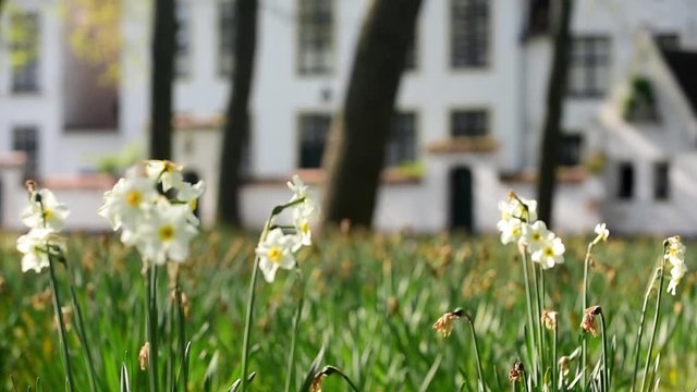 White houses of the Princely Beguinage Ten Wijngaerde in Bruges / Brugge, West Flanders, Belgium. Rack focus