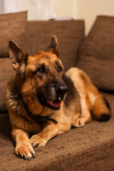 Beautiful German Shepherd dog sitting on an grey sofa.