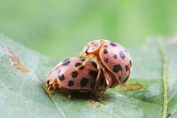 ladybugs mating on green leaves, North China