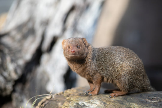 Mangosta enana en el sotobosque