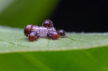 Close up of an egg on leaves.