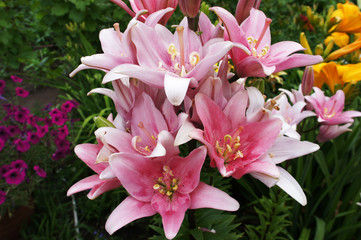 Asiatic pink lilies in the summer garden