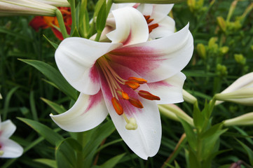 Large white lily with the original red middle
