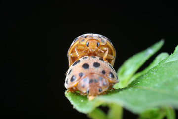 ladybugs mating on green leaves, North China
