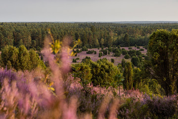 Lüneburger Heide, Heideblühte 