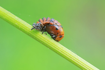ladybugs pupa on green leaves, North China