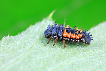 Ladybug larvae in natural state， north China
