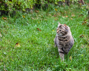 Fluffy gray siberian cat goes on green grass