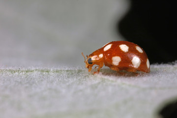 ladybug on green leaves, North China