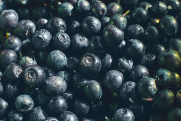a lot of blueberries. blueberries background. picked blueberries