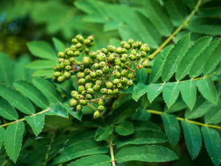 A bunch of mountain ash. Green berries, stems and leaves. Summer concept.
