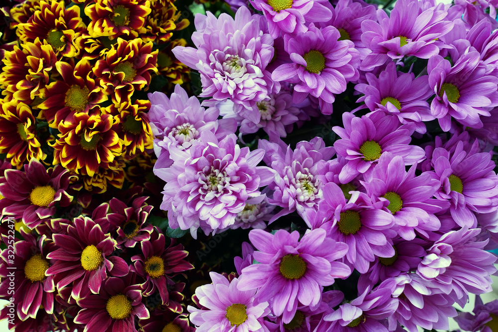 Sticker chrysanthemum flowers, texture and background. spring flowers of different colors of the rainbow. to