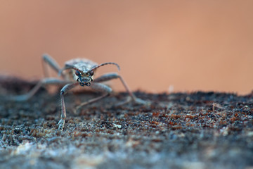 Bark beetle, closeup photo. Insects are pests in the forest.