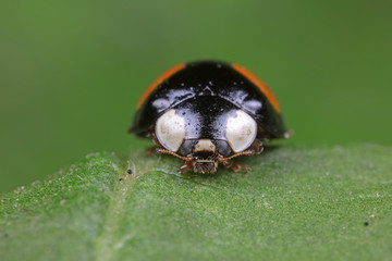 ladybug on green leaves, North China