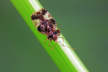 Stink bug on green leaves, North China