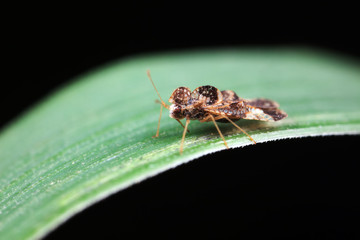 Fototapeta premium Stink bug on green leaves, North China