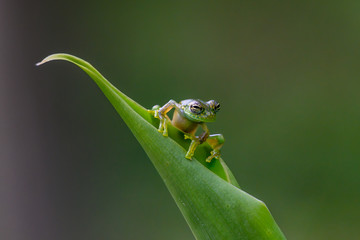 Teratohyla spinosa glass frog (spiny cochran frog) of the family of centrolenidae on a green leaf in the jungle of Costa Rica. Found in the jungle of Tortuguero national park.