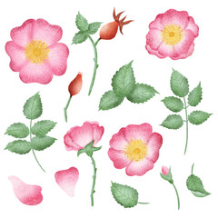 Hand drawn isolated wild rose flowers and rose hip berries elements. Rose hip illustration clipart. Wild roses flowers. Botanical illustration set.
